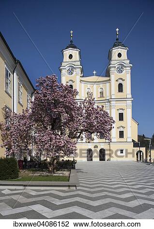 Stock Image - St. Michael Basilica with blooming magnolia tree, Kloster Mondsee monastery, Mondsee, Salzkammergut, Upper Austria, Austria, Europe. Fotosearch