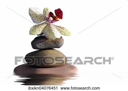 Stacked stones with an orchid View Large Photo Image Stock Image - Stacked stones with an orchid. Fotosearch
