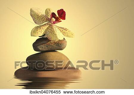 Stacked stones with an orchid View Large Photo Image Stock Photography - Stacked stones with an orchid. Fotosearch