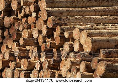 Stacked timber, spruce logs, debarked, Germany, Europe View Large Photo Image Stock Photograph - Stacked timber, spruce logs, debarked, Germany, Europe. Fotosearch