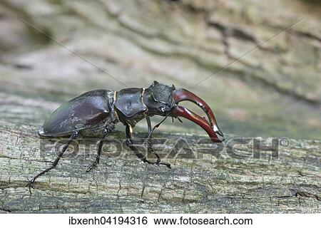 Stag beetle (Lucanus cervus) on a tree trunk, Emsland, Lower Saxony, Germany, Europe View Large Photo Image Stock Photograph - Stag beetle (Lucanus cervus) on a tree trunk, Emsland, Lower Saxony, Germany, Europe. Fotosearch