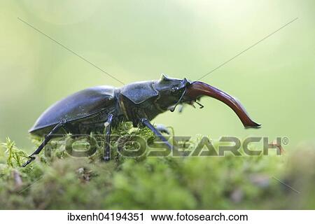 Stag beetle (Lucanus cervus) on moss, Emsland, Lower Saxony, Germany, Europe View Large Photo Image Stock Image - Stag beetle (Lucanus cervus) on moss, Emsland, Lower Saxony, Germany, Europe. Fotosearch