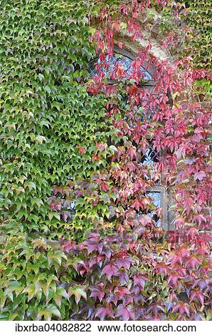 Stock Image - Stained glass window between autumnal Japanese creeper leaves (Parthenocissus tricuspidata veitchii), Mecklenburg-Western Pomerania, Germany, Europe. Fotosearch