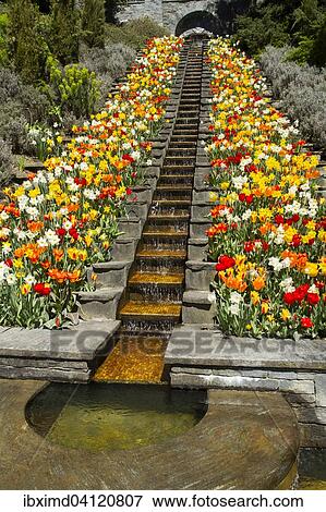Stairs with Tulips (Tulipa), Mainau Island, Baden-Wurttemberg, Germany, Europe View Large Photo Image Stock Photo - Stairs with Tulips (Tulipa), Mainau Island, Baden-Wurttemberg, Germany, Europe. Fotosearch