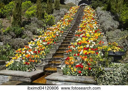 Stock Photograph - Stairs with Tulips (Tulipa), Mainau Island, Baden-Wurttemberg, Germany, Europe. Fotosearch