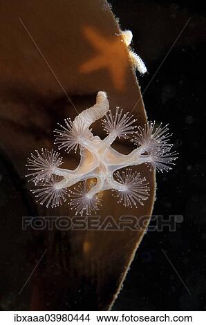 Picture - Stalked jellyfish (Lucernaria quadricornis), White Sea, Karelia, Arctic, Russia, Europe. Fotosearch