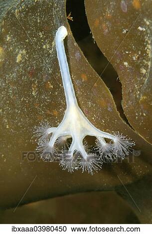 Stalked jellyfish (Lucernaria quadricornis), White Sea, Karelia, Arctic, Russia, Europe View Large Photo Image Stock Image - Stalked jellyfish (Lucernaria quadricornis), White Sea, Karelia, Arctic, Russia, Europe. Fotosearch