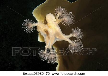 Stalked jellyfish (Lucernaria quadricornis), White Sea, Karelia, Arctic, Russia, Europe View Large Photo Image Stock Image - Stalked jellyfish (Lucernaria quadricornis), White Sea, Karelia, Arctic, Russia, Europe. Fotosearch