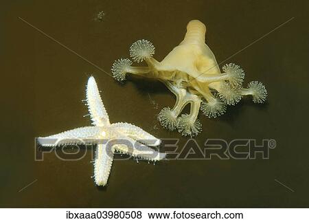 Stalked jellyfish (Lucernaria quadricornis), and common starfish or common sea star (Asterias rubens), White Sea, Karelia, Arctic, Russia, Europe View Large Photo Image Stock Photo - Stalked jellyfish (Lucernaria quadricornis), and common starfish or common sea star (Asterias rubens), White Sea, Karelia, Arctic, Russia, Europe. Fotosearch
