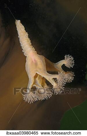 Stock Photography - Stalked jellyfish (Lucernaria quadricornis), White sea, Karelia, Arctic, Russian Federation. Fotosearch