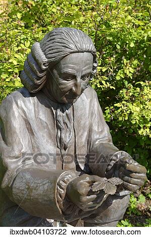 Statue of Carl Linnaeus, natural scientist, rose garden Skansen, Djugarden, Stockholm, Sweden, Europe View Large Photo Image Stock Image - Statue of Carl Linnaeus, natural scientist, rose garden Skansen, Djugarden, Stockholm, Sweden, Europe. Fotosearch