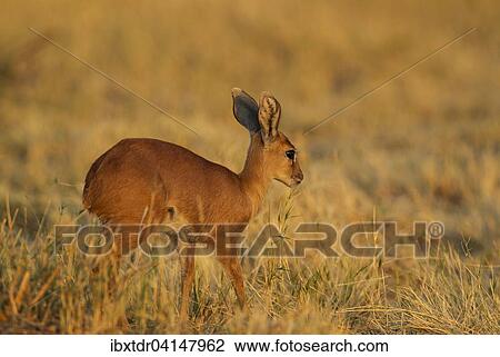 Steenbok (Raphiceros campestris), female morning, Savuti, Chobe National Park, Botswana, Africa View Large Photo Image Stock Image - Steenbok (Raphiceros campestris), female morning, Savuti, Chobe National Park, Botswana, Africa. Fotosearch