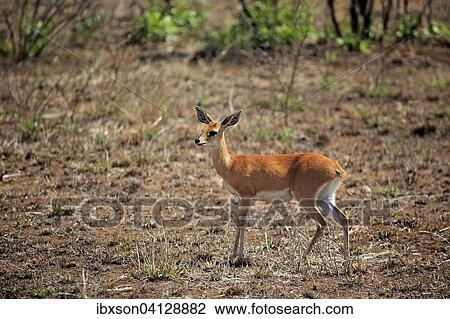 Steenbok, (Raphicerus campestris), adult, female, Kruger National Park, South Africa, Africa View Large Photo Image Stock Image - Steenbok, (Raphicerus campestris), adult, female, Kruger National Park, South Africa, Africa. Fotosearch
