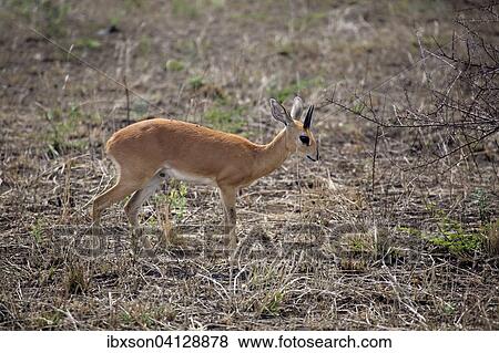 Stock Photo - Steenbok, (Raphicerus campestris), adult, male, Kruger National Park, South Africa, Africa. Fotosearch