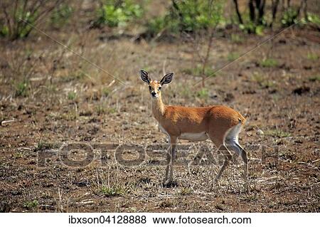 Steenbok, (Raphicerus campestris), adult, female, Kruger National Park, South Africa, Africa View Large Photo Image Stock Photo - Steenbok, (Raphicerus campestris), adult, female, Kruger National Park, South Africa, Africa. Fotosearch