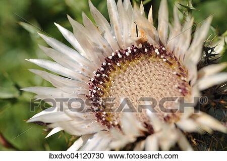 Stemless carline thistle (Carlina acaulis), Switzerland, Europe View Large Photo Image Stock Image - Stemless carline thistle (Carlina acaulis), Switzerland, Europe. Fotosearch