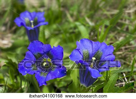 Stemless Gentian (Gentiana acaulis), Catalonia, Spain, Europe View Large Photo Image Stock Photo - Stemless Gentian (Gentiana acaulis), Catalonia, Spain, Europe. Fotosearch