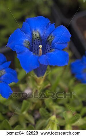 Stock Photo - Stemless Gentian (Gentiana acaulis), Bavaria, Germany, Europe. Fotosearch
