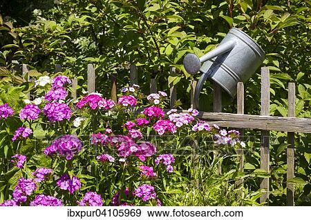 Still life of a garden with Sweet William (Dianthus barbatus) and a watering can on a wooden fence View Large Photo Image Stock Photo - Still life of a garden with Sweet William (Dianthus barbatus) and a watering can on a wooden fence. Fotosearch