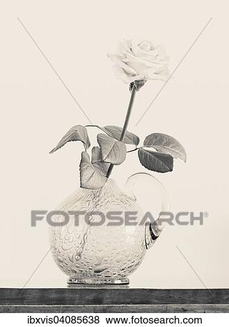 Still life with rose in glass vase View Large Photo Image Stock Photo - Still life with rose in glass vase. Fotosearch