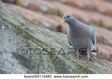 Stock Dove (Columba oenas), Emsland, Lower Saxony, Germany, Europe View Large Photo Image Stock Image - Stock Dove (Columba oenas), Emsland, Lower Saxony, Germany, Europe. Fotosearch