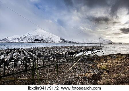 Stockfish hanging up to dry, Gimsoy, Gimsoysand, Lofoten, Norway, Europe View Large Photo Image Stock Image - Stockfish hanging up to dry, Gimsoy, Gimsoysand, Lofoten, Norway, Europe. Fotosearch
