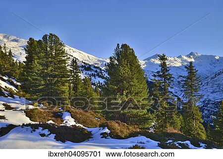 Stock Image - Stone pine (Pinus cembra), Nonsjochl, Weerberg, Tyrol, Austria, Europe. Fotosearch