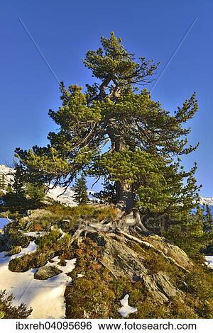 Stone pine (Pinus cembra), Nonsjochl, Weerberg, Tyrol, Austria, Europe View Large Photo Image Stock Photograph - Stone pine (Pinus cembra), Nonsjochl, Weerberg, Tyrol, Austria, Europe. Fotosearch
