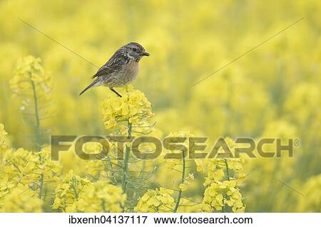 Stonechat (Saxicola rubicola), female, in rapeseed (Brassica napus), Emsland, Lower Saxony, Germany, Europe View Large Photo Image Stock Photo - Stonechat (Saxicola rubicola), female, in rapeseed (Brassica napus), Emsland, Lower Saxony, Germany, Europe. Fotosearch
