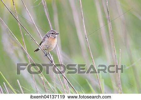 Stonechat (Saxicola rubicola), female, Emsland, Lower Saxony, Germany, Europe View Large Photo Image Stock Photo - Stonechat (Saxicola rubicola), female, Emsland, Lower Saxony, Germany, Europe. Fotosearch