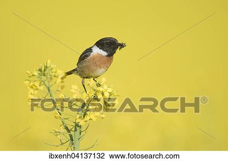 Stonechat (Saxicola rubicola), male, in rapeseed (Brassica napus), Emsland, Lower Saxony, Germany, Europe View Large Photo Image Stock Image - Stonechat (Saxicola rubicola), male, in rapeseed (Brassica napus), Emsland, Lower Saxony, Germany, Europe. Fotosearch