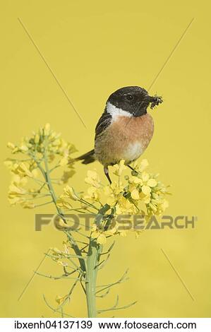 Stock Photo - Stonechat (Saxicola rubicola), male, in rapeseed (Brassica napus), Emsland, Lower Saxony, Germany, Europe. Fotosearch