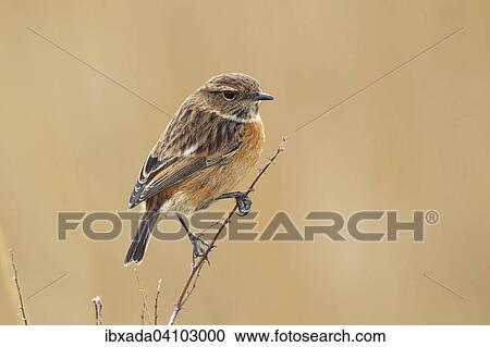 Stock Image - Stonechat (Saxicola torquata) female sitting on a branch, Lauwersmeer National Park, Holland, The Netherlands, Europe. Fotosearch