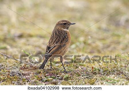 Stonechat (Saxicola torquata) female standing in the grass, Lauwersmeer National Park, Holland, The Netherlands, Europe View Large Photo Image Stock Photo - Stonechat (Saxicola torquata) female standing in the grass, Lauwersmeer National Park, Holland, The Netherlands, Europe. Fotosearch