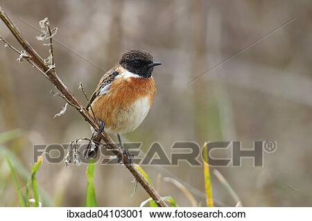 Stock Image - Stonechat (Saxicola torquata) male sitting on a branch, Lauwersmeer National Park, Holland, The Netherlands, Europe. Fotosearch