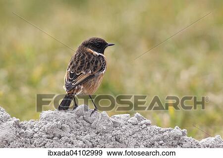 Stonechat (Saxicola torquata) male standing on a mound, Lauwersmeer National Park, Holland, The Netherlands, Europe View Large Photo Image Stock Photo - Stonechat (Saxicola torquata) male standing on a mound, Lauwersmeer National Park, Holland, The Netherlands, Europe. Fotosearch
