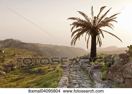 Stony path and palm tree, near Alajero, La Gomera, Canary Islands, Spain, Europe View Large Photo Image Picture - Stony path and palm tree, near Alajero, La Gomera, Canary Islands, Spain, Europe. Fotosearch