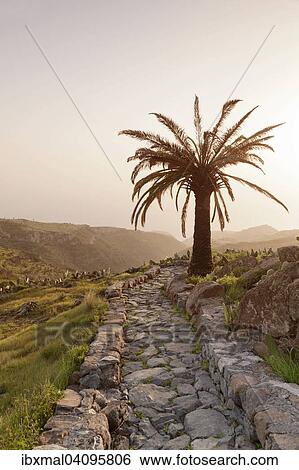 Stony path and palm tree, near Alajero, La Gomera, Canary Islands, Spain, Europe View Large Photo Image Stock Photograph - Stony path and palm tree, near Alajero, La Gomera, Canary Islands, Spain, Europe. Fotosearch