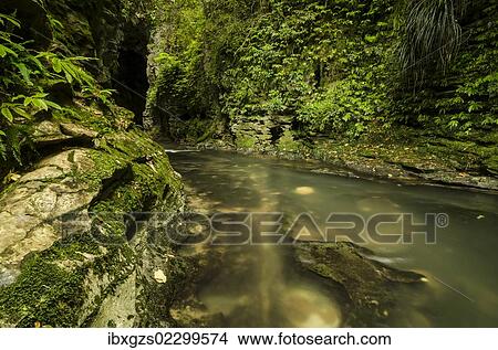 Picture - Stream in Ruakuri Bush and Scenic Reserve, Waitomo, King Country, North Island, New Zealand, Oceania. Fotosearch