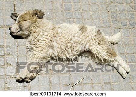 Street dog sleeping on the street View Large Photo Image Picture - Street dog sleeping on the street. Fotosearch
