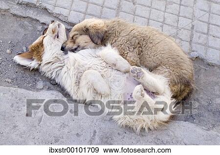 Street dog sleeping on the street View Large Photo Image Stock Photo - Street dog sleeping on the street. Fotosearch
