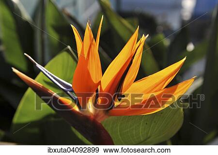 stock photograph of strelitzia