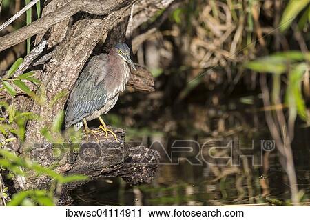 Striated heron (Butorides striata), Florida, Anhinga Trail, Everglades, United States, North America View Large Photo Image Stock Image - Striated heron (Butorides striata), Florida, Anhinga Trail, Everglades, United States, North America. Fotosearch