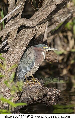 Striated heron (Butorides striata), Florida, Anhinga Trail, Everglades, United States, North America View Large Photo Image Stock Image - Striated heron (Butorides striata), Florida, Anhinga Trail, Everglades, United States, North America. Fotosearch