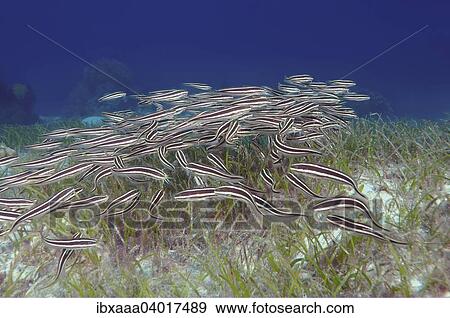 Striped Eel Catfish (Plotosus lineatus), Bohol Sea, Cebu, Philippines, Asia View Large Photo Image Stock Photo - Striped Eel Catfish (Plotosus lineatus), Bohol Sea, Cebu, Philippines, Asia. Fotosearch