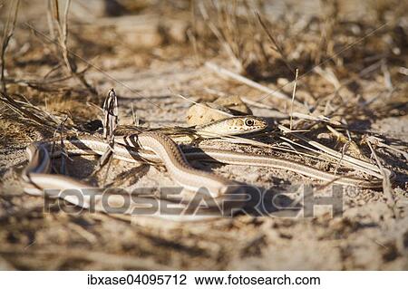 Striped Sand Snake (Psammophis sibilans), Djoudj National Park, Senegal, Africa View Large Photo Image Stock Image - Striped Sand Snake (Psammophis sibilans), Djoudj National Park, Senegal, Africa. Fotosearch