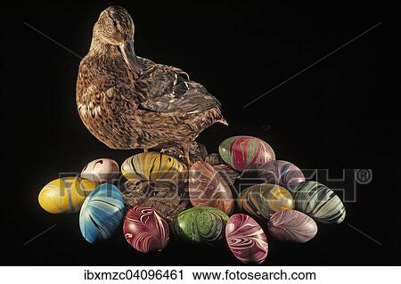 Stuffed mallard with brightly painted duck eggs against black View Large Photo Image Stock Image - Stuffed mallard with brightly painted duck eggs against black. Fotosearch