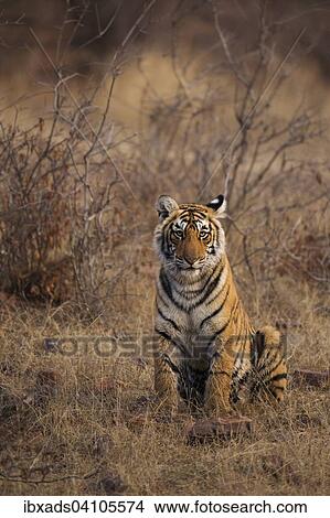 Sub-adult Bengal or Indian tiger (Panthera tigris tigris) sitting on dry grass in the forests of Ranthambhore National Park, Rajasthan, India, Asia View Large Photo Image Picture - Sub-adult Bengal or Indian tiger (Panthera tigris tigris) sitting on dry grass in the forests of Ranthambhore National Park, Rajasthan, India, Asia. Fotosearch