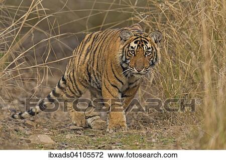 Sub-adult Bengal or Indian tiger (Panthera tigris tigris) resting on a grassy patch of ground, Ranthambhore National Park, Rajasthan, India, Asia View Large Photo Image Stock Image - Sub-adult Bengal or Indian tiger (Panthera tigris tigris) resting on a grassy patch of ground, Ranthambhore National Park, Rajasthan, India, Asia. Fotosearch
