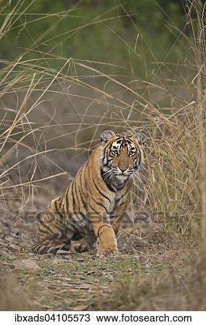 Sub-adult Bengal or Indian tiger (Panthera tigris tigris) resting on a grassy patch of ground, Ranthambhore National Park, Rajasthan, India, Asia View Large Photo Image Stock Image - Sub-adult Bengal or Indian tiger (Panthera tigris tigris) resting on a grassy patch of ground, Ranthambhore National Park, Rajasthan, India, Asia. Fotosearch